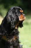 CAVALIER KING CHARLES 581